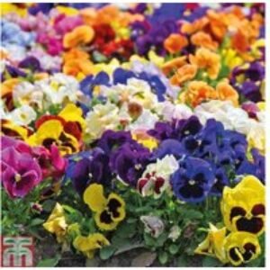 Pansy 'Summertime Mix' Flowering Plug Plants - 30 or 60 Pack | Wowcher