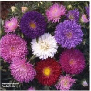 Aster 'Starlight Mixed' Flowering Perennial Plug Plants - 30 or 60 Pack | Wowcher