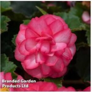 Begonia Nonstop Rose Petticoat Plug Plants - Continuous Flowering Bedding | Wowcher