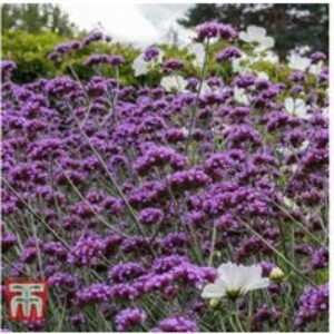 Verbena 'Buenos Aires' Perennial Flowering Plants - Up to 42 Pack | Wowcher