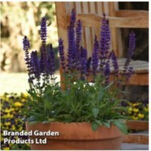Salvia nemorosa 'Salvatore Deep Blue' - Perennial Flowering Plants (Up to 60 Pack) | Wowcher