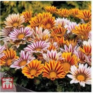 Summer Flowering Patio Container Plants - 24 or 48 Mixed Bedding Varieties | Wowcher