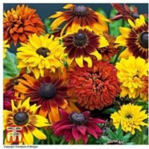 Mixed Summer Bedding Plants - Flowering Annuals for Colourful Displays (24 or 48 Pack) | Wowcher