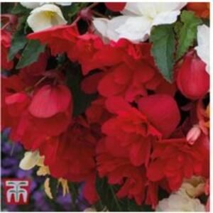 Begonia Illumination Flowering Bedding Plants - 30 or 60 Mixed Cascading Blooms | Wowcher