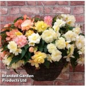 Begonia 'Nonstop Joy Peaches + Dreams' Flowering Bedding Plants - 30 or 60 Pack | Wowcher