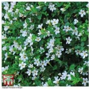 Mixed Flowering Hanging Basket Plants - Annual Summer Bedding Selection | Wowcher