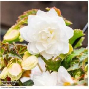 Trailing Begonia 'Illumination White' - Double White Flowering Bedding Plant (30 or 60 Bulbs) | Wowcher