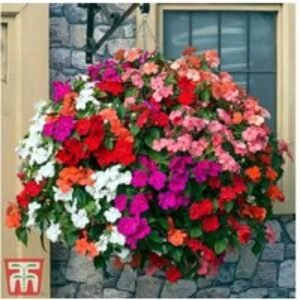 Busy Lizzie 'Beacon Mix' Flowering Annual Bedding Plants - 30 or 60 Pack