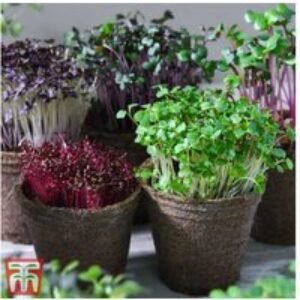 Microgreens Classic Seed Grow Kit - Complete Urban Gardening Solution | Wowcher