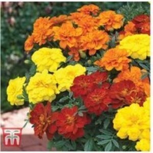 Marigold French Durango Improved Plug Plants - Extra-Large Blooms | Wowcher