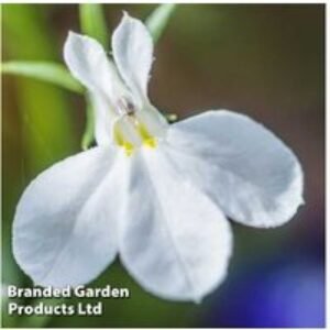 Lobelia 'Fountain White' Flowering Annual Plug Plants - 30 or 60 Pack | Wowcher