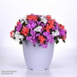 Busy Lizzie 'Pearl Island' Flowering Bedding Plants - 30 or 60 Pack | Wowcher