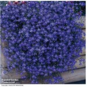 Lobelia 'Monsoon' Trailing Flowering Plants - 30 or 60 Young Plug Plants | Wowcher