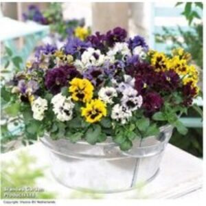 Pansy 'Frizzle Sizzle' Flowering Bedding Plants - 30 or 60 Pack | Wowcher