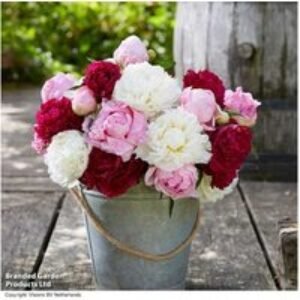 Peony 'Sorbet Bouquet Mix' - 4 Bare Root Perennial Flowering Plants | Wowcher