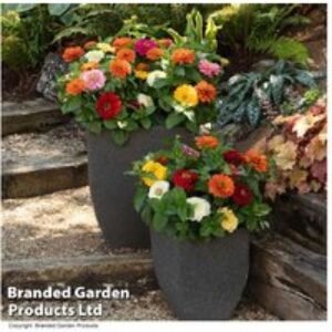 Zinnia 'Zesty' Mixed Flowering Bedding Plants - 12 or 24 Pack | Wowcher