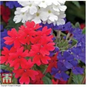 Verbena 'Union Jack Mixed' - Flowering Patio & Basket Plants (Up to 24 Pack) | Wowcher