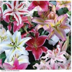 Oriental Lily Mixed Bulbs - Hardy Perennial Flowering Plants