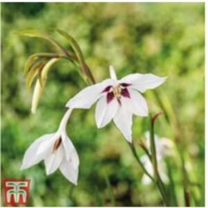 Wildlife Friendly Flowering Bulb Collection - 85 Bulbs for Pollinators | Wowcher