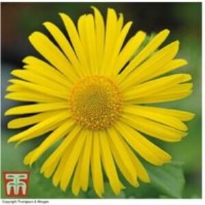 Doronicum Little Leo Perennial - Compact Flowering Plant