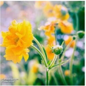 Geum 'Lady Stratheden' Hardy Perennial Flowering Plants - 6
