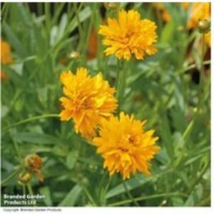 Coreopsis 'Golden Joy' Perennial - 6