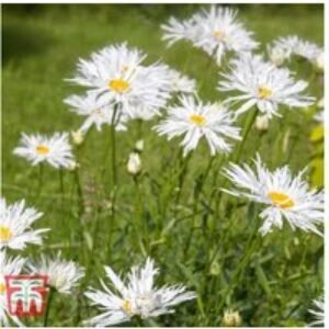 Leucanthemum 'Crazy Daisy' - Flowering Perennial Shasta Daisy (6