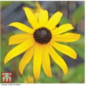 Rudbeckia Goldsturm Perennial Flowering Plants - 6