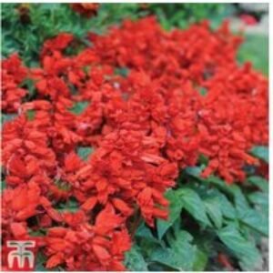 Salvia splendens 'Blaze of Fire' - Scarlet Flowering Bedding Plant (12 or 24 Pack) | Wowcher