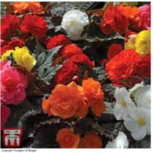 Begonia Nonstop Mocca Mix - Flowering Bedding Plant