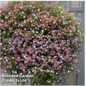 Bacopa 'Topia Mix' Flowering Plug Plants - Trailing Annuals for Baskets & Containers (30 or 60 Pack) | Wowcher