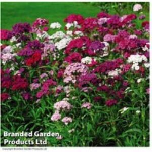 Sweet William (Dianthus barbatus) Flowering Bedding Plants - 6