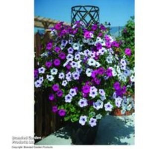 Petunia 'Tidal Wave Improved' - Flowering Annual Bedding Plant