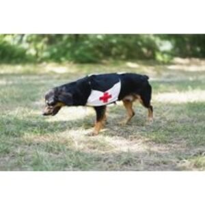 Accredited Dog First Aid Online Course: Keep Your Pet Safe | Wowcher