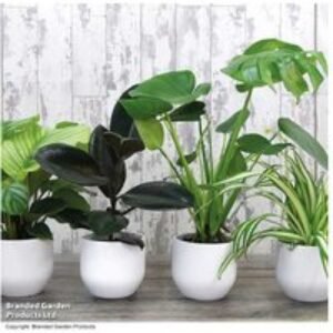 Air-Purifying Houseplant Mix - 4 or 8 Easy-Care Potted Plants | Wowcher