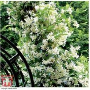 Trachelospermum jasminoides Evergreen Jasmine Climber - 2L Pots | Wowcher