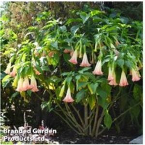 Brugmansia 'Single Pink' Angel Trumpet Flowering Shrub - 9cm Potted Plant | Wowcher