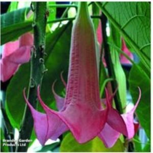 Brugmansia Angel's Trumpet Flowering Shrub Collection - 3 or 6 Plants | Wowcher