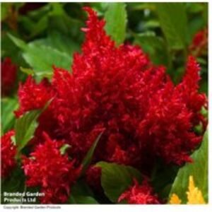 Celosia 'First Flame Mix' Flowering Bedding Plants - 30 or 60 Plug Plants | Wowcher