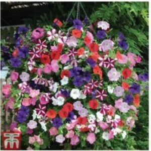 Petunia 'Easy Wave Ultimate Mixed' Bedding Plants - 30 or 60 Flowering Annuals | Wowcher