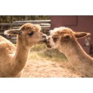 Alpaca Trekking for up to 4 with optional Petting Zoo add on - Edenmill Alpacas | Wowcher