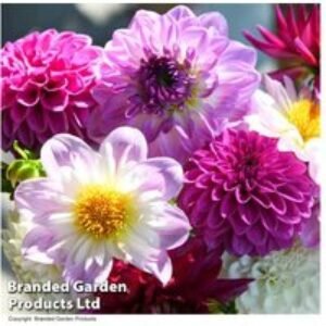 Dahlia 'Berry Sorbet Mix' - 10 Flowering Perennial Tubers | Wowcher