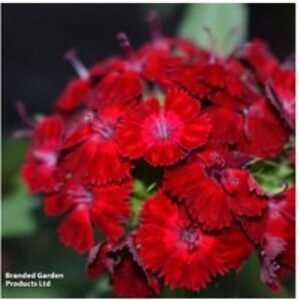 Dianthus 'Rockin' Red' Hardy Perennial - Vibrant Flowering Plant | Wowcher