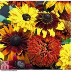 Rudbeckia 'All Sorts Mixed' Perennial Flowering Plants - 30 or 60 Plug Plants | Wowcher