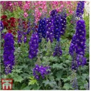 Delphinium 'Dark Blue & White Bee' Hardy Perennial Plug Plants | Wowcher