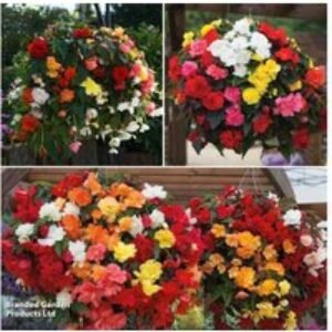 Mixed Trailing Begonia Plug Plants - Colourful Summer Flowering Annuals | Wowcher