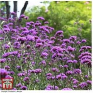 Perennial Verbena 'Buenos Aires' - 30 or 60 Plug Plants