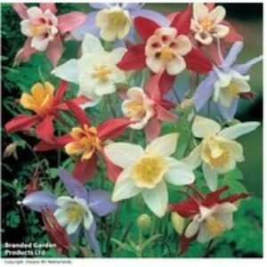 Mixed Perennial Aquilegia Plug Plants - Flowering Columbine