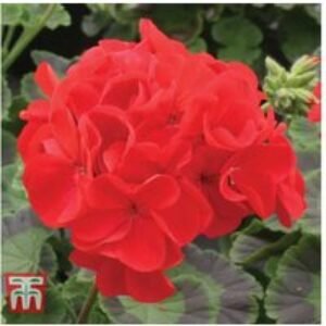 Geranium 'Best Red' F1 Hybrid Plug Plants - Scarlet Flowering Bedding | Wowcher