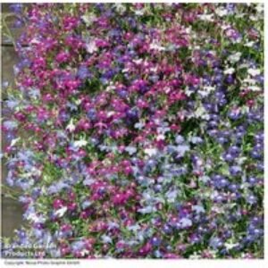 Lobelia 'Cascade Improved Mixed' - Trailing Flowering Bedding Plants